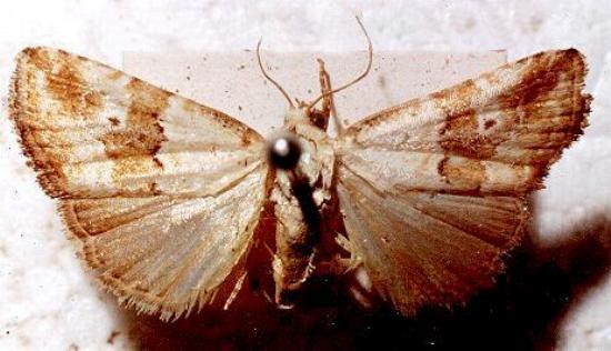 Maliattha amorpha