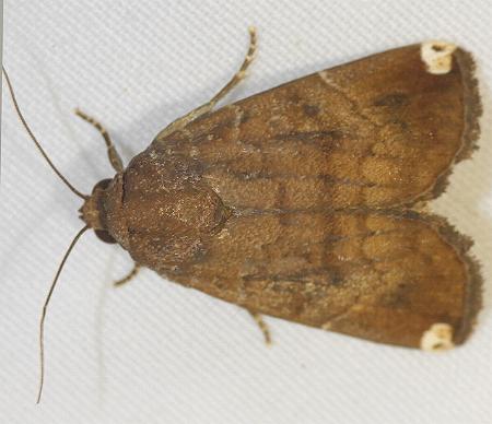 Amyna apicalis