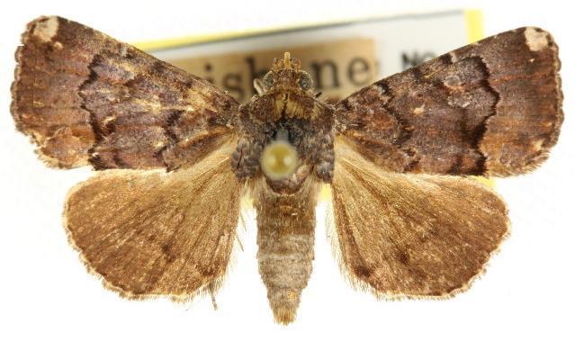 Amyna apicalis