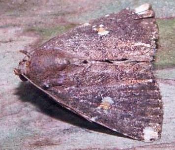 Amyna apicipuncta