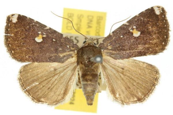 Amyna apicipuncta