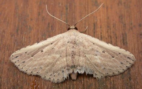 Hyposada aspersa