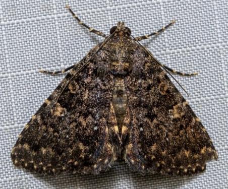 Amyna auriculata