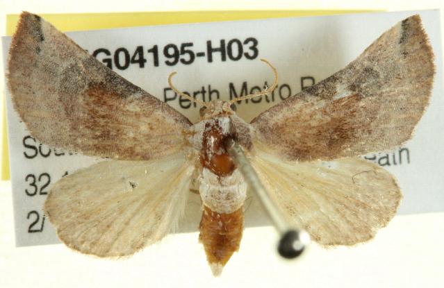 Mataeomera coccophaga