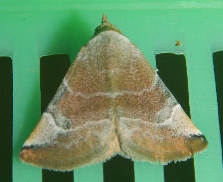 Mataeomera coccophaga