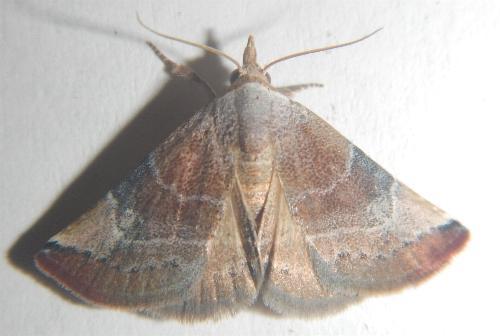Mataeomera coccophaga