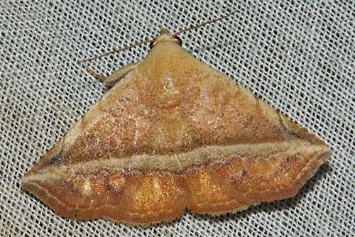 Autoba crassiuscula