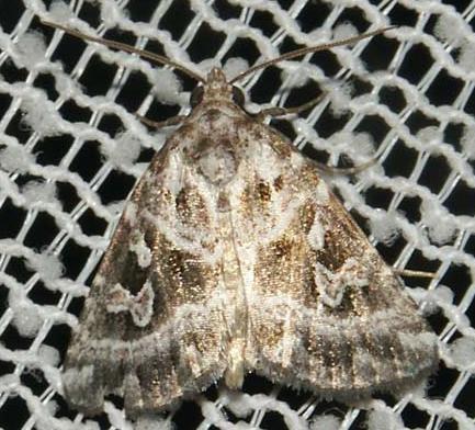 Chaograptis crystallodes