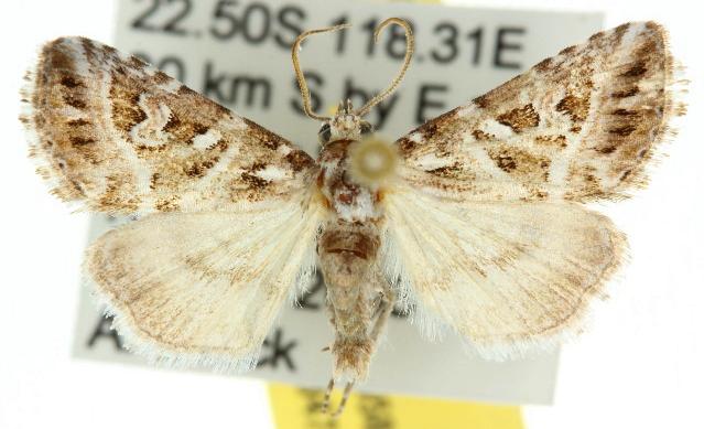 Chaograptis crystallodes