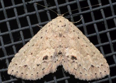 Hypobleta cymaea