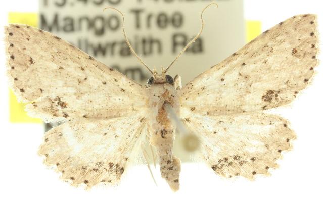 Hypobleta cymaea