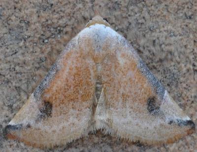 Mataeomera dubia