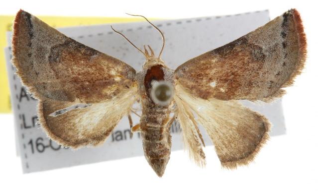 Mataeomera dubia