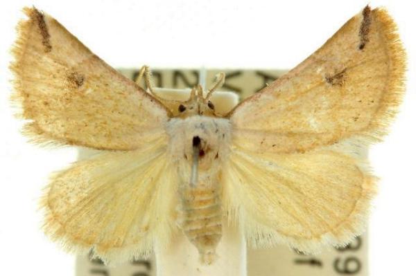 Mataeomera dubia