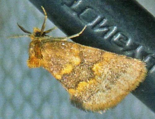 Haplopseustis erythrias