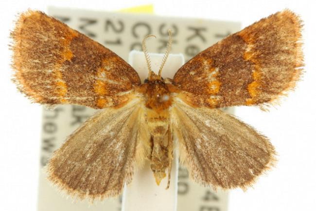 Haplopseustis erythrias