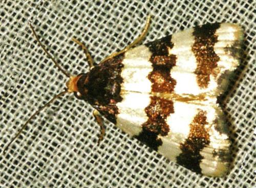 Eulocastra fasciata