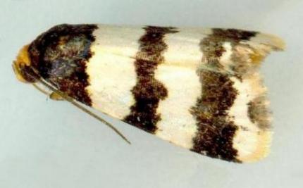 Eulocastra fasciata