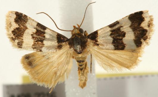 Eulocastra fasciata