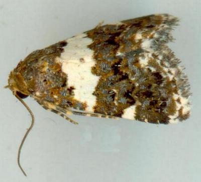 Epopsima fasciolata
