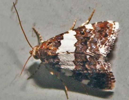 Epopsima fasciolata