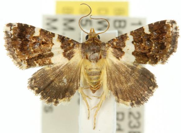 Epopsima fasciolata