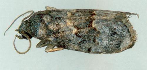 Cophanta funestalis