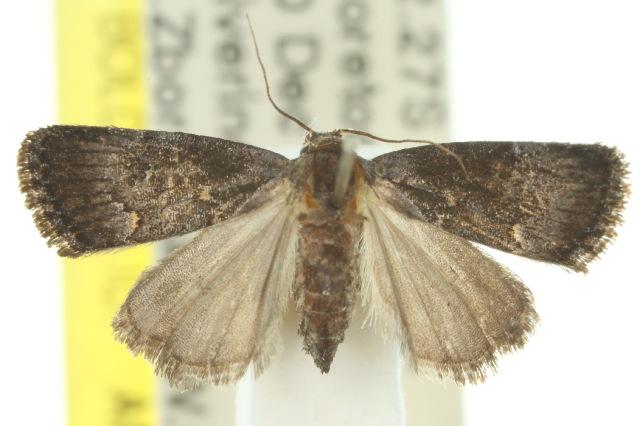 Cophanta funestalis