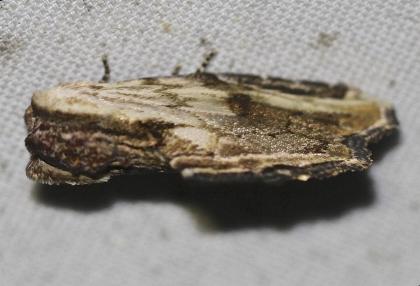 Lacistophanes hackeri