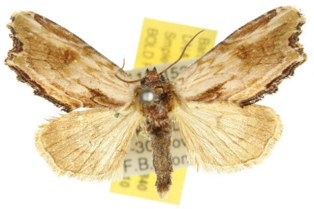 Lacistophanes hackeri