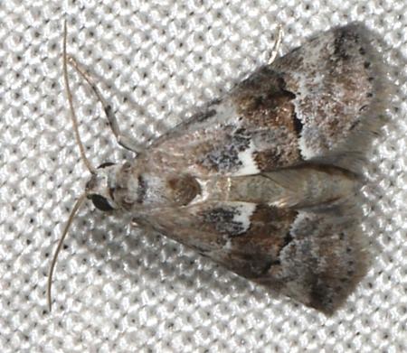 Ecnomia hesychima