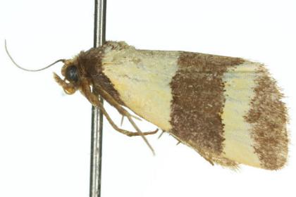 Micrapatetis icela