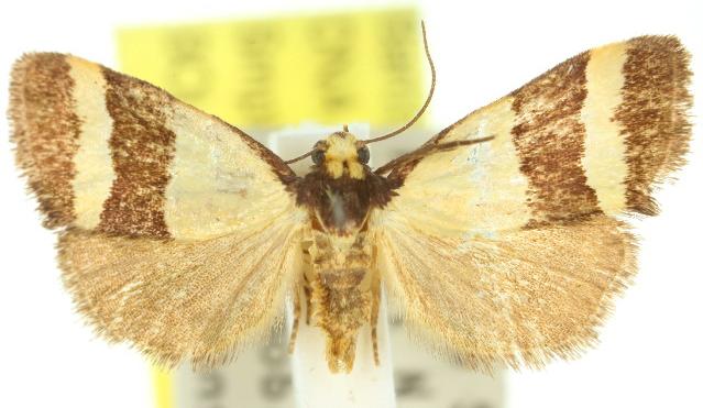 Micrapatetis icela