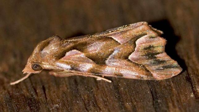 Clytoscopa iorrhoda