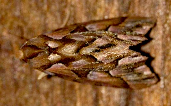 Clytoscopa iorrhoda