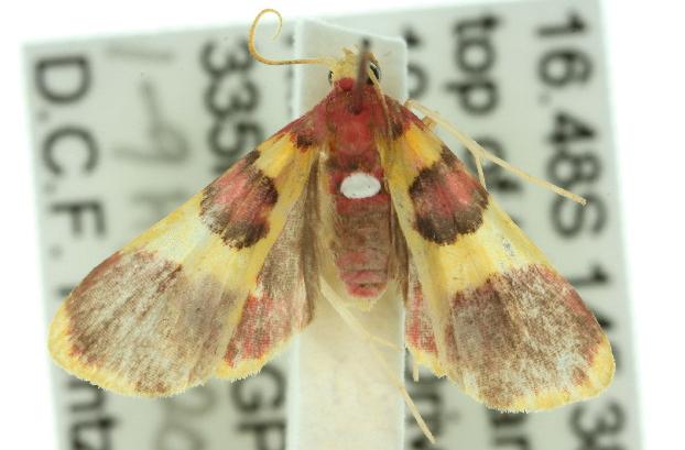 Alypophanes iridocosma