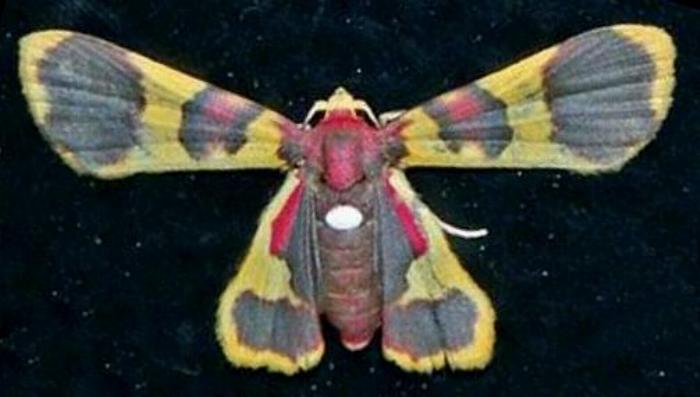 Alypophanes iridocosma