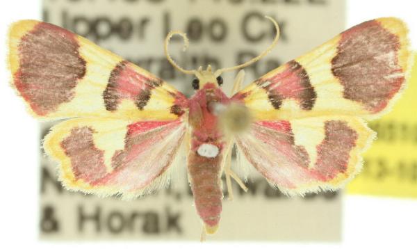 Alypophanes iridocosma