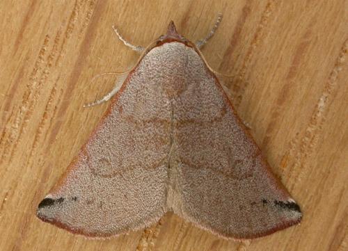 Mataeomera ligata