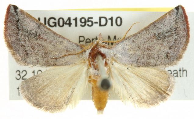 Mataeomera ligata