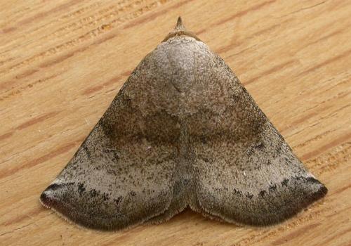 Mataeomera mesotaenia