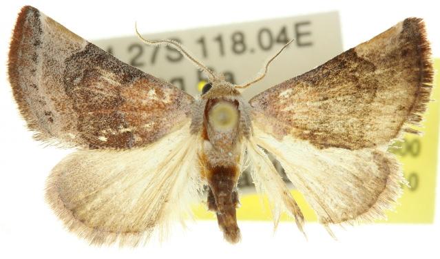 Mataeomera mesotaenia