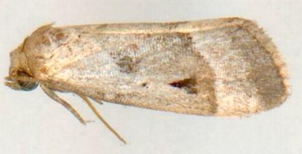 Narangodes nigridiscata