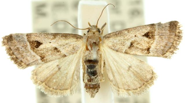 Narangodes nigridiscata