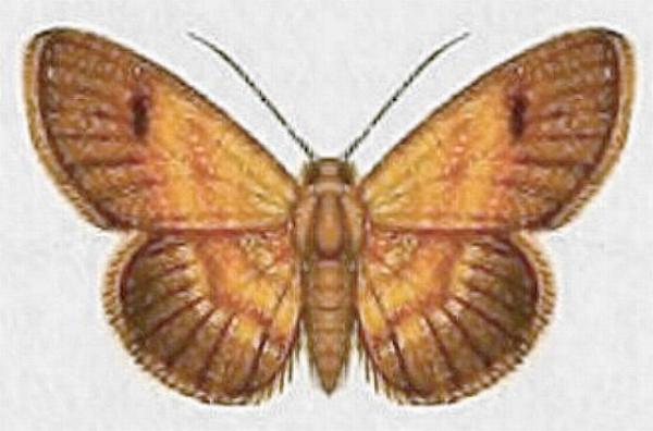 Enispa niviceps