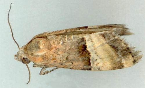 Pseudozarba orthopetes