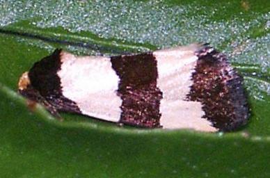 Micrapatetis orthozona