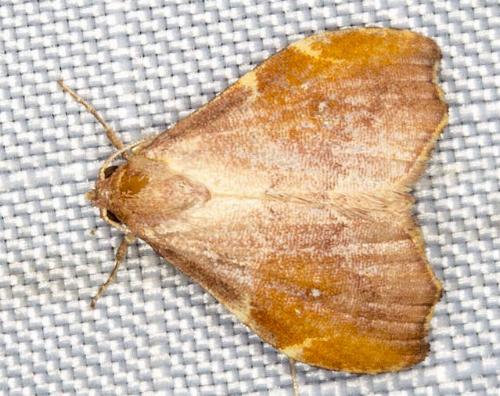 Heterorta plutonis