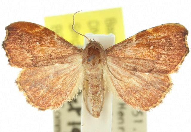 Heterorta plutonis