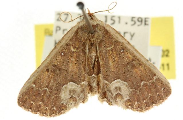 Metasada polycesta